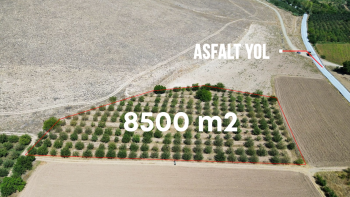 KAYSERİ YEŞİLHİSAR ÇADIRKAYA 8.500 M² SATILIK ELMA BAHÇESİ